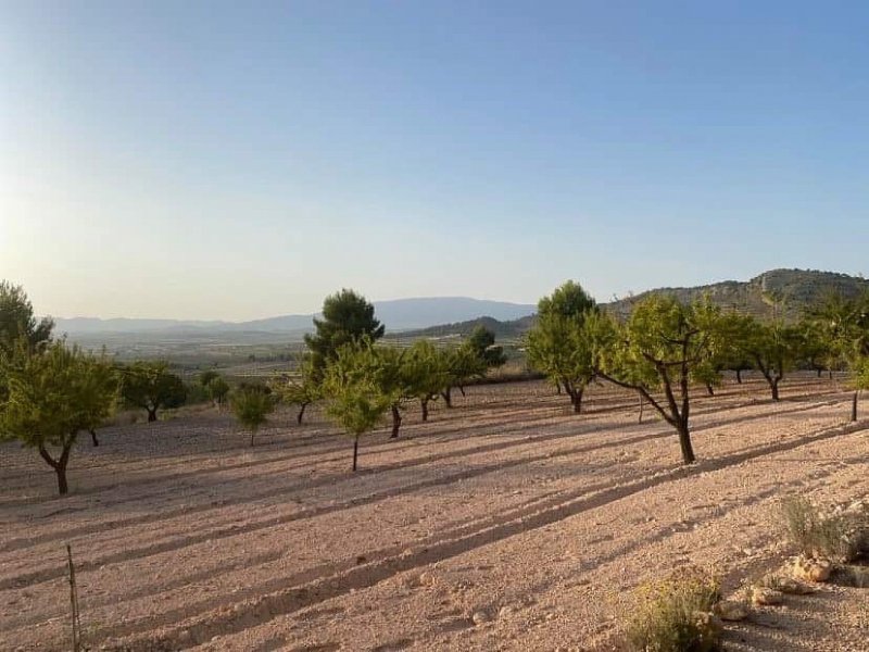 Land in Pinoso
