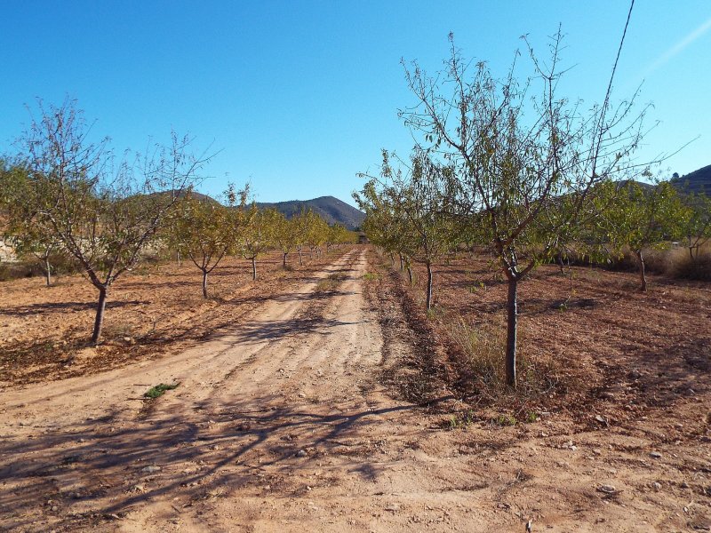 Land in Hondón de las Nieves