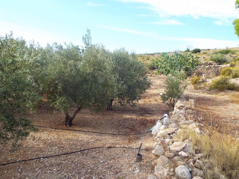 Land in Caudete