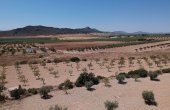 3-5005/1214, Land in Caudete