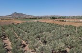 3-4990/1216, Land in Caudete