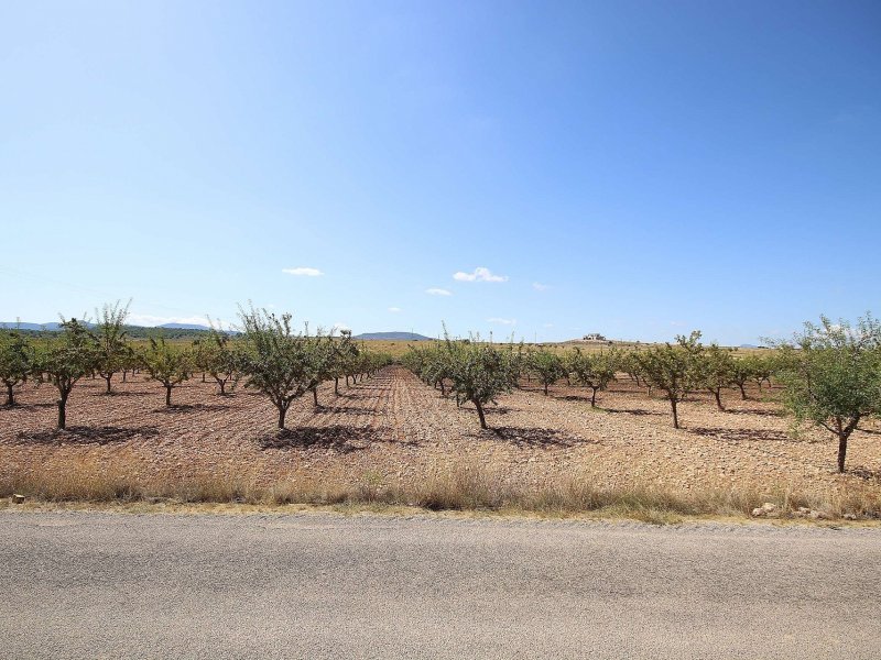 Land in Pinoso