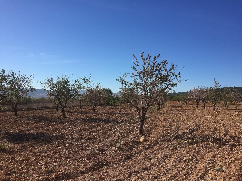Land in Salinas