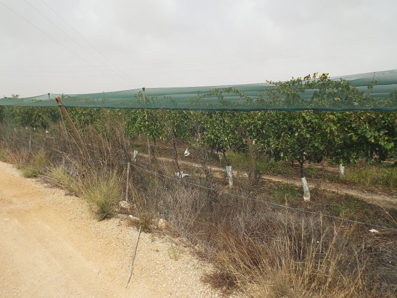 Land in Monforte Del Cid
