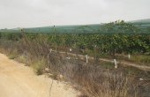 3-7305/797, Land in Monforte Del Cid