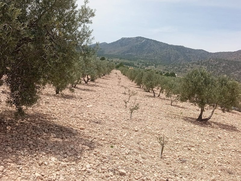 Land in Salinas
