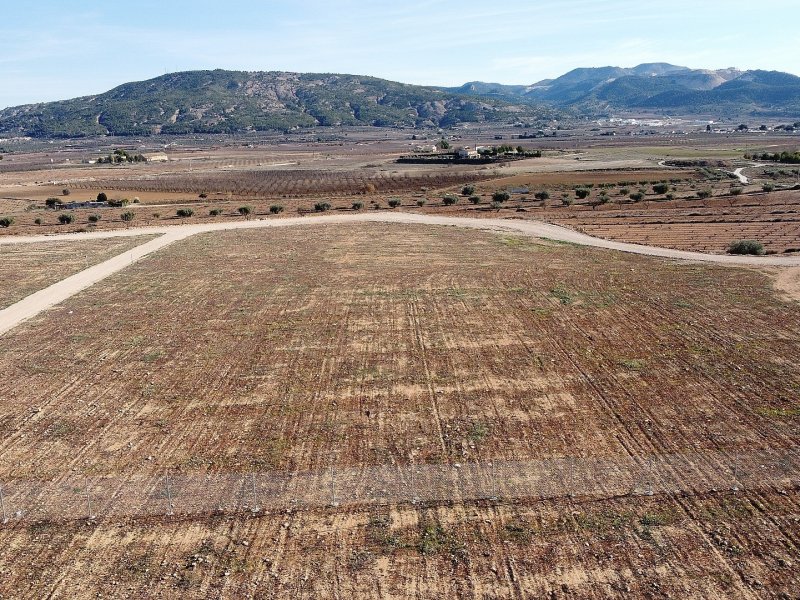 Land in Pinoso